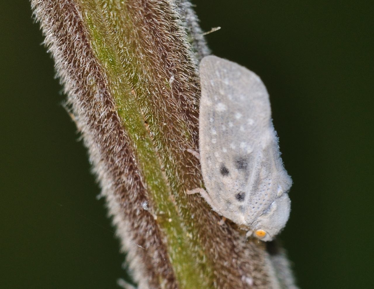 Metcalfa pruinosa